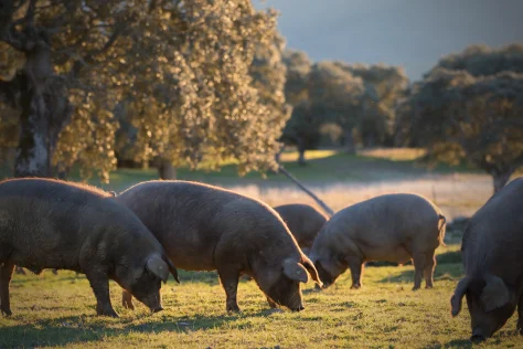 Disfruta del auténtico sabor ibérico